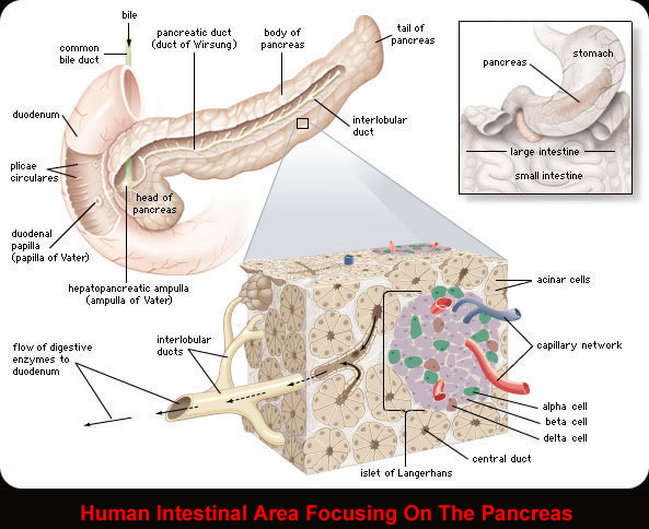 intestinal area intestinal area
