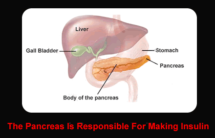 pancreas